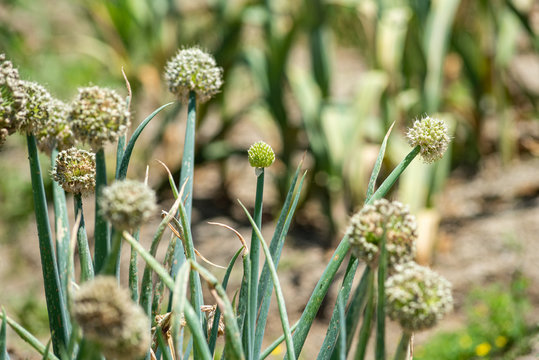 leek flowers in the field close up