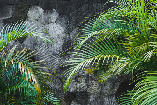 Dark grey concrete stone wall background with green tropical palm leaves. Jungle texture with empty space © Oleg Breslavtsev