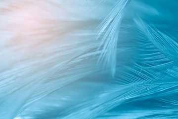 Beautiful blue feather pattern texture background with sunshine orange light 