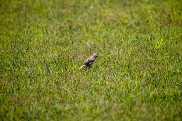 Sparrow in the park