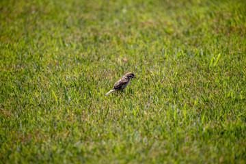 Sparrow in the park