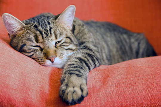 Relaxed cat resting on red armchair Sleepy calm cat lying down on colorful cozy couch at home