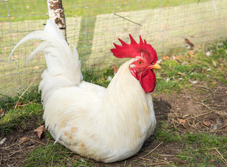 Portrait of white Rooster on the farm