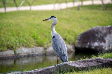Egrets in the park