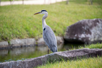 Egrets in the park