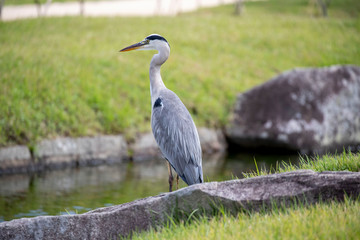 Egrets in the park