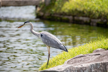 Egrets in the park