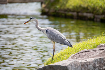 Egrets in the park