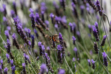 butterfly in the lavender garden