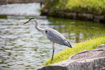 Egrets in the park