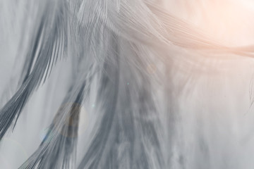 Beautiful black feather pattern  texture background with Orange light