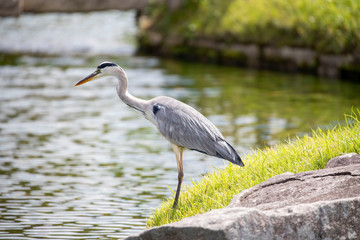 Egrets in the park