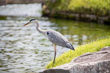 Egrets in the park