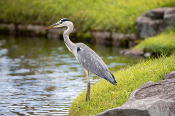 Egrets in the park
