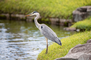 Egrets in the park