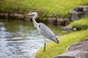 Egrets in the park