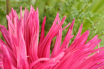 Pink Aster Flower Close-Up on Green Background