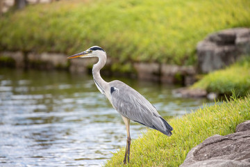 Egrets in the park