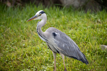 Egrets in the park