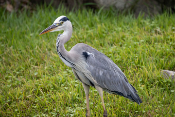 Egrets in the park