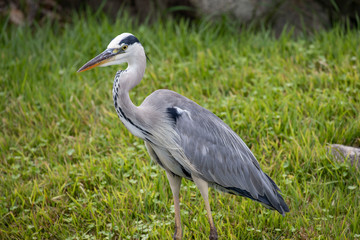 Egrets in the park