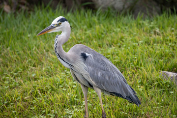 Egrets in the park