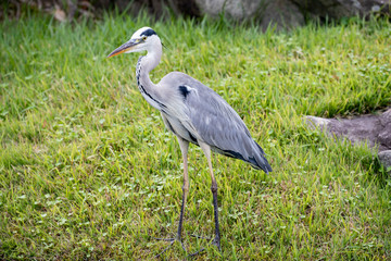 Egrets in the park