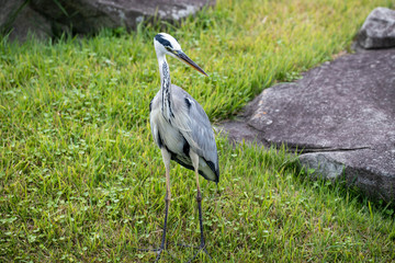 Fototapeta premium Egrets in the park