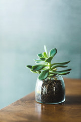 Succulent flower in glass transparent pot on wooden table. Background of grey concrete wall. Trendy interior design element.