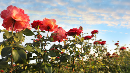 Green bush with beautiful roses in blooming garden on sunny day