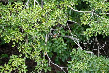 Kingfisher on wood