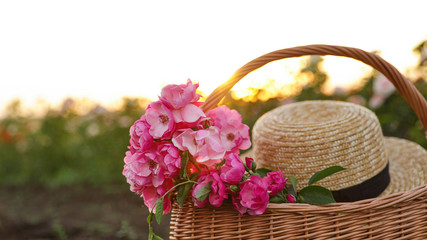 Fototapeta na wymiar Wicker basket with straw hat and roses outdoors. Gardening