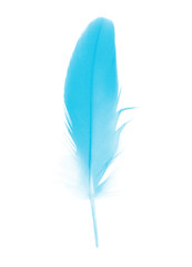 Beautiful blue peacock feather isolated on white background