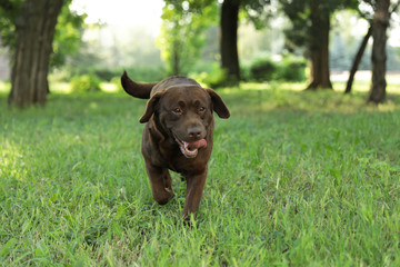 Cute Chocolate Labrador Retriever in green summer park