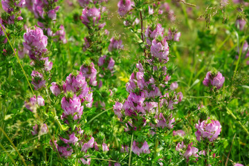 Pink flowers in the meadow, summertime outdoor background
