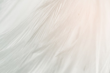 Beautiful white feather pattern texture background with Orange light