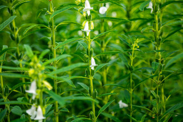 Sesame Field Landscape with Sesame Flowers