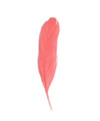 Beautiful red maroon feather isolated on white background