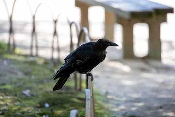Crow in the park