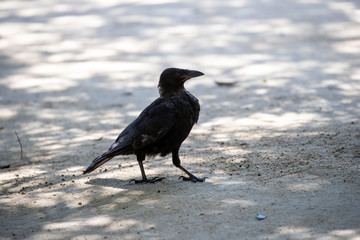 Crow in the park