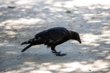Crow in the park