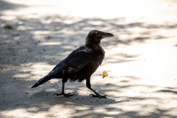 Crow in the park