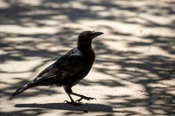 Crow in the park