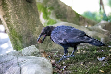 Crow in the park