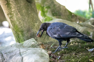 Crow in the park