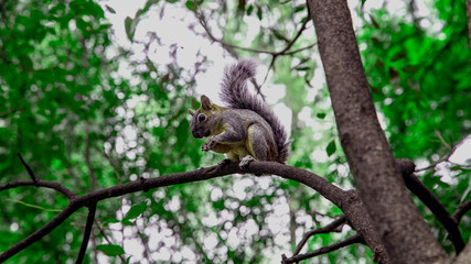  Squirrel in Mexico. An outgoing miracle that is not afraid to eat from hand