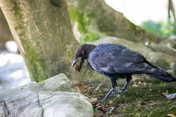 Crow in the park