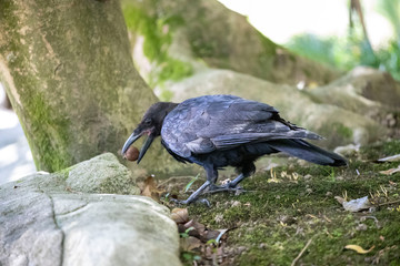 Crow in the park