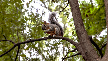  Squirrel in Mexico. An outgoing miracle that is not afraid to eat from hand