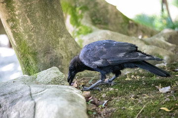 Crow in the park